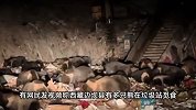 密密麻麻如大老鼠！深夜垃圾场30多头藏马熊组团开饭，当地回应