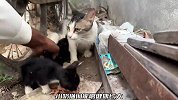 猫妈妈含泪抛弃了一只小奶猫，当小哥得知原因，流下了同情的泪水