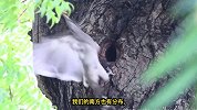 树洞里的鸟宝宝长大后，却因身体大而出不了小洞口，令人忧心