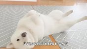 柴犬-只要有吃的，让我干啥都行！镜头记录爆笑全程