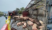 厦沙高速运猪车发生侧翻“二师兄”伤亡惨重：损失或达60万