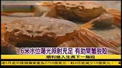 阳澄湖紧邻长江暂未缺水大闸蟹顺利脱壳-6月8日
