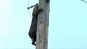 猞猁爬上十几米电线杆，却害怕得不敢下来，人类用铁棒驱赶