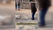 暴力大爷当场教霸气大鹅做鹅