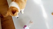 主人把狗粮装瓶子里，柯基能吃到吗？镜头记录爆笑一幕