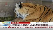 墨西哥：三胞胎“混血”小老虎首次露面 晨光新视界 120413