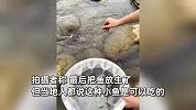 女子用树枝绑着小虫在河道钓鱼，半小时一小盆一钓一个准，钓鱼佬当场破防
