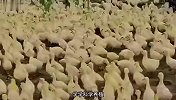 这和我想象中的鸭子吃草不太一样啊