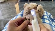 沉浸式给狗狗剪指甲！想趁着珍妮没睡剪个指甲，剪着剪着又睡了！