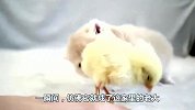小奶猫和小鸡每天抱在一起睡觉，就像朋友似的，真是太可爱了
