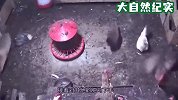 狐狸闯进农户家，下一秒血洗鸡舍，让人不忍直视