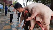 市场背肉汉走红：最多一天背30几头猪 靠双肩养活一家7口