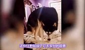 哈士奇为什么当不了警犬？