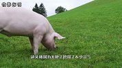猪一辈子不杀，可以生长多大？一起瞧瞧河南大爷养的“猪王”