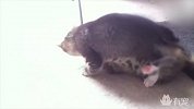 两只小奶猫打架，输的那只立马举手投降