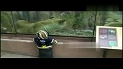 狮子想吃掉小朋友 抓狂了