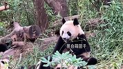 昭美，楼阿宝，金宝，金宵，野生熊猫一家熊！看看这四口之家