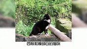 宠物冷知识：看看你家猫咪在古代叫什么名字？奇怪的知识又增加了