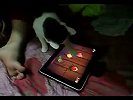 可爱小猫玩IPAD游戏-5月13日