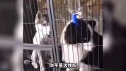 原来土拨鼠也怕猫啊 要不是个大估计就没了