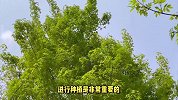 元宝槭的养殖方法和注意事项