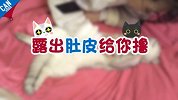 猫咪这样说“我爱你”【举起爪儿来】