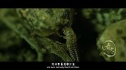 20170712-北方常见20毫米的昆虫捕食手法竟如此血腥！-看鉴地理81集