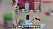 智力不详，察言观色能力极强！博主训练小猫咪分辨物品涨粉26万