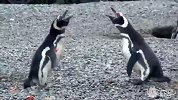 母企鹅出轨，公企鹅和隔壁老王血战火拼！