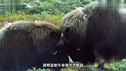 麝牛打架拳拳到肉，每次撞击重达千斤，最后麝牛意外害死自己幼崽