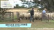 旅游-澳大利亚-塔斯马尼亚-精彩纷呈的农场体验