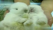实拍超萌兔宝宝狂舔脚掌