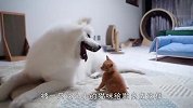 这萨摩耶脾气太好了，被猫咪欺负成这样都不还手，场面笑爆了