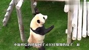一只乌鸦飞进熊猫园，熊猫看后饭都不吃了，看完别笑