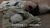 熊猫宝宝趁着饲养员不注意，偷偷跑去看弟弟，场面萌翻了