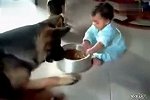 爆笑狗狗与宝宝抢食！