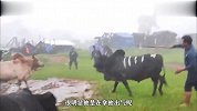 黄牛太不容易，下着雨还被人拉来斗牛，它的对手黑牛一看就不简单