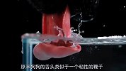 把狗狗喝水的视频放慢50倍，才发现，我们竟一直是错的！
