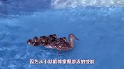鸭子游泳看似优雅，其实脚下慌成狗，网友-抱歉没忍住！