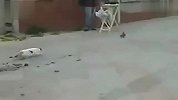 猫抓不到鸟的反应竟然是...