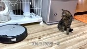 喵星人第一次看到扫地机器人，搞笑的一幕发生了，要笑喷了