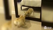 斗牛犬照镜子被自己吓着，情绪失控