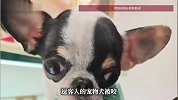 宠物店店员逗客人的宠物犬被咬！当事人：喜提5针疫苗，注射费用是自己出的