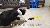 猫咪趁小主人睡着偷玩具车，怕不是成精了吧？看完忍住别笑