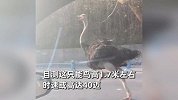 市民开车偶遇狂奔鸵鸟！目测高1.7米速度40迈：还对我“笑”