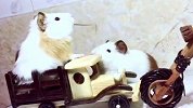 大咖笑料-20161202- 萌死人!小仓鼠体验人类的一天