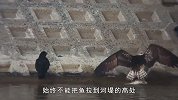 乌鸦智商真高！鱼鹰刚捕获一条大鱼，就被它们前后夹击了