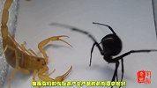 世界上最毒的5种蜘蛛，遇见了赶紧逃命！