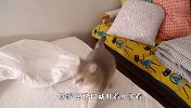 自从家里飞进去一只虫子，猫咪就成了这样，看完忍住别笑