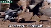 红腿巨隼疯狂分食企鹅，不料被首领抢走，场面惊心动魄